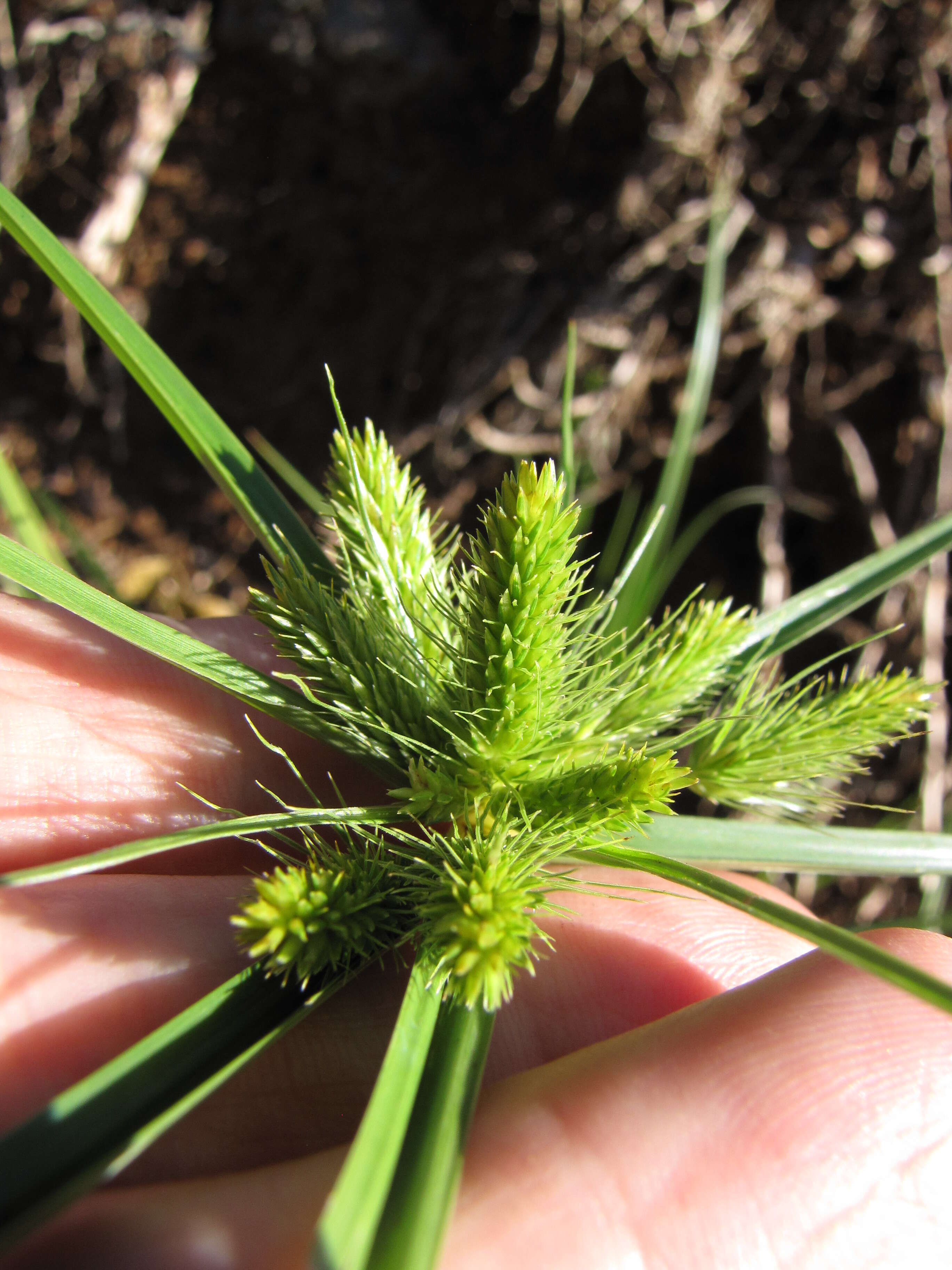 Слика од Cyperus aggregatus (Willd.) Endl.