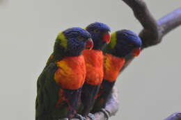 Image of Rainbow Lorikeet