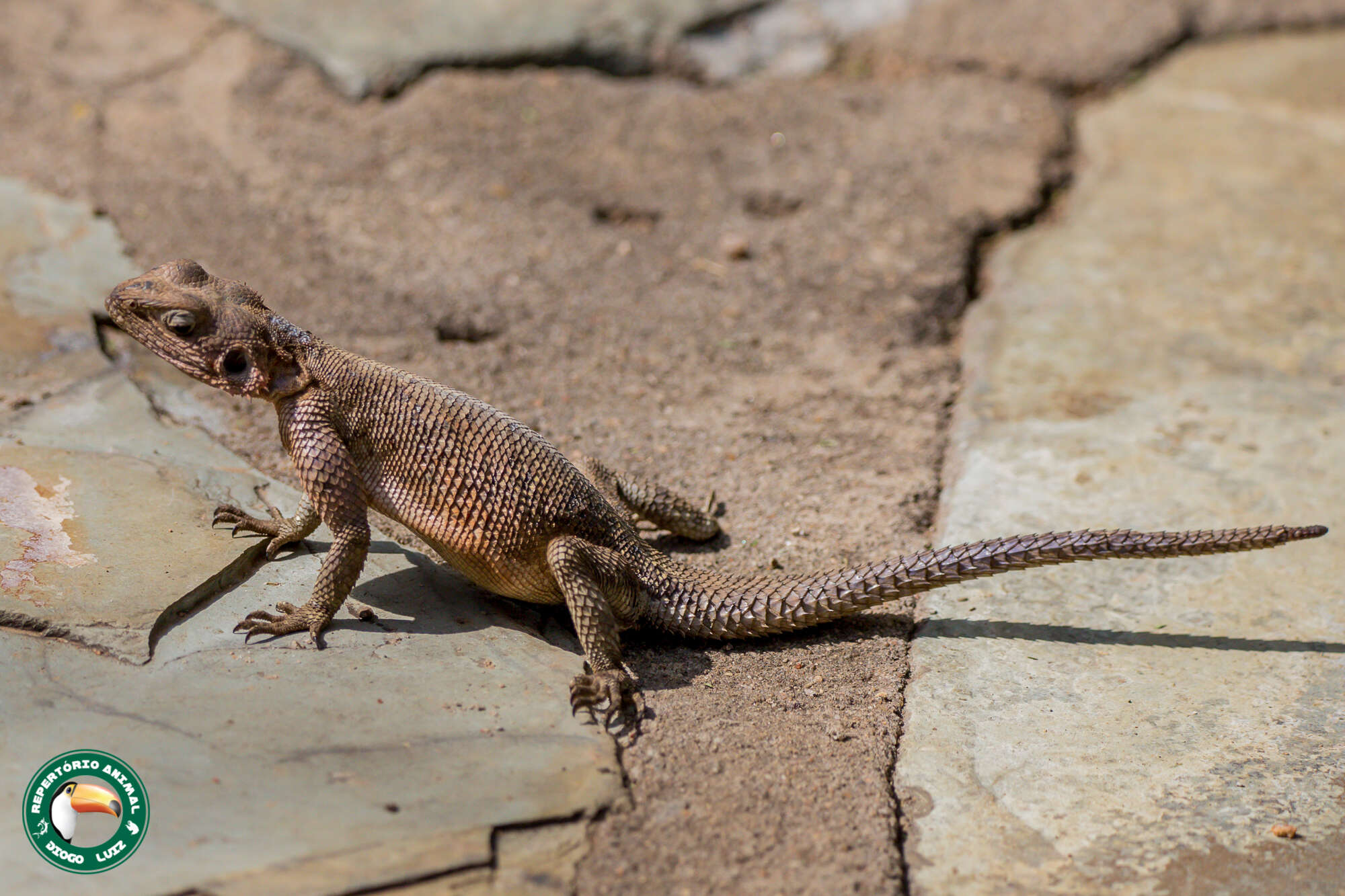 Image of Mwanza Flat-headed Rock Agama