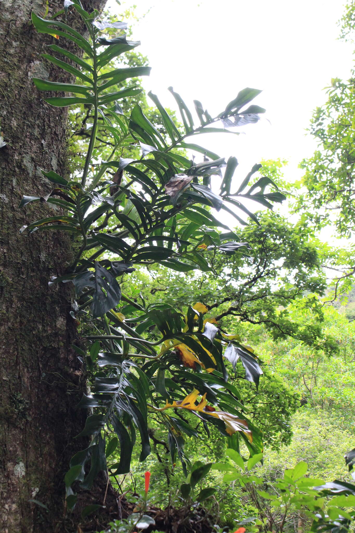 Image of Monstera epipremnoides Engl.