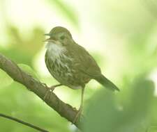 Image of Puff-throated Babbler