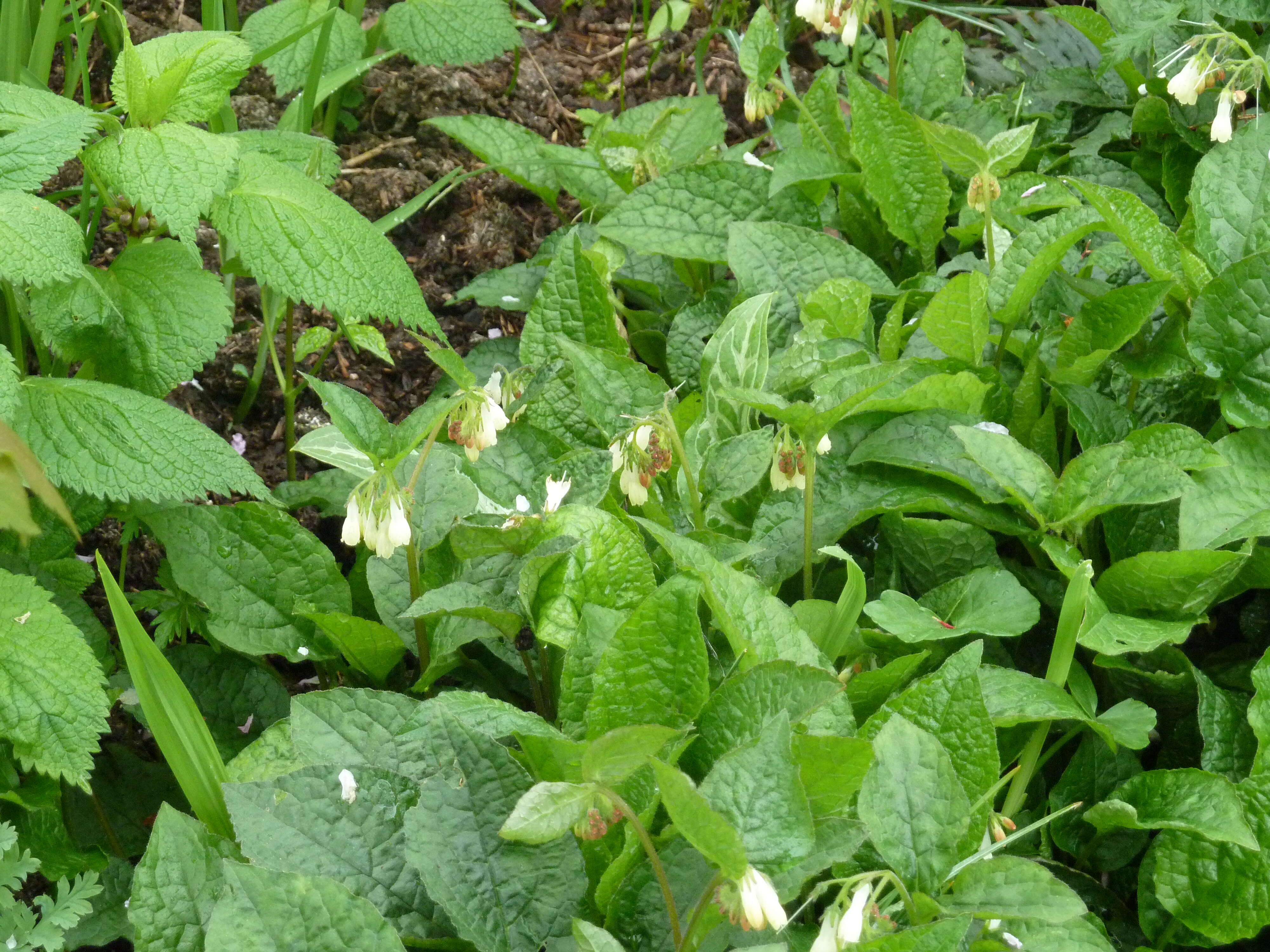 Image of Symphytum grandiflorum DC.