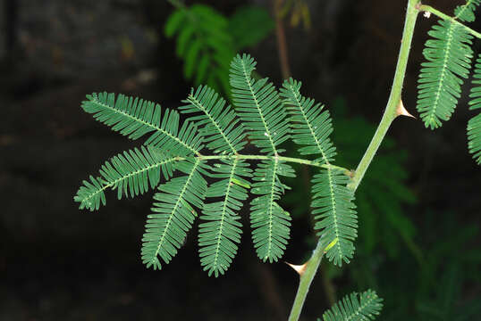 Image of Sensitive weed