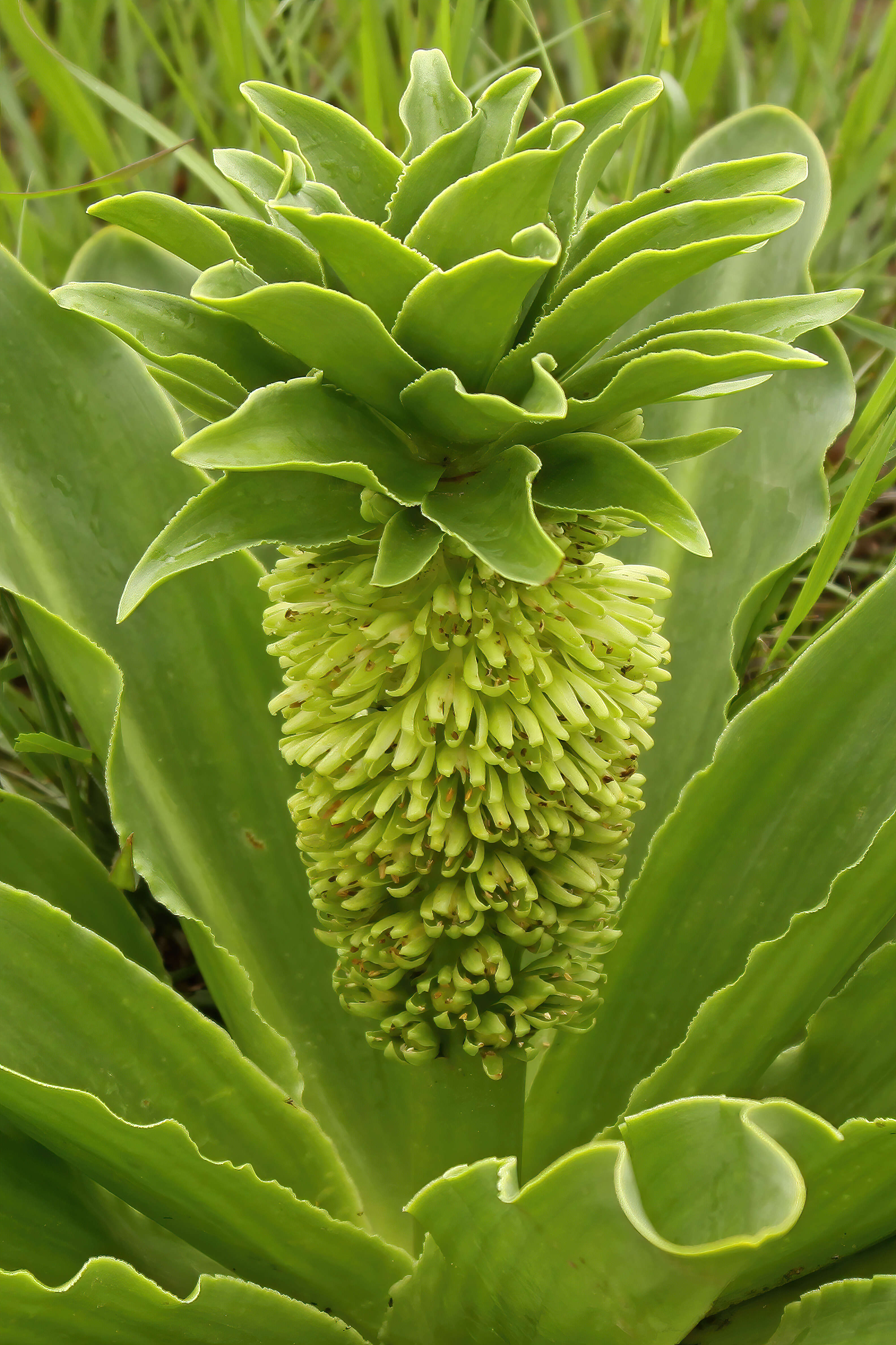 Imagem de Eucomis autumnalis (Mill.) Chitt.