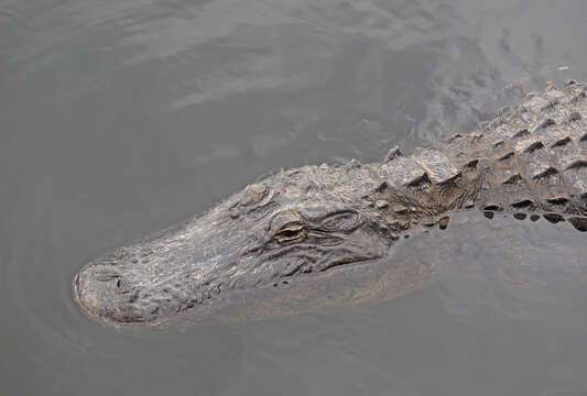 Image of alligators