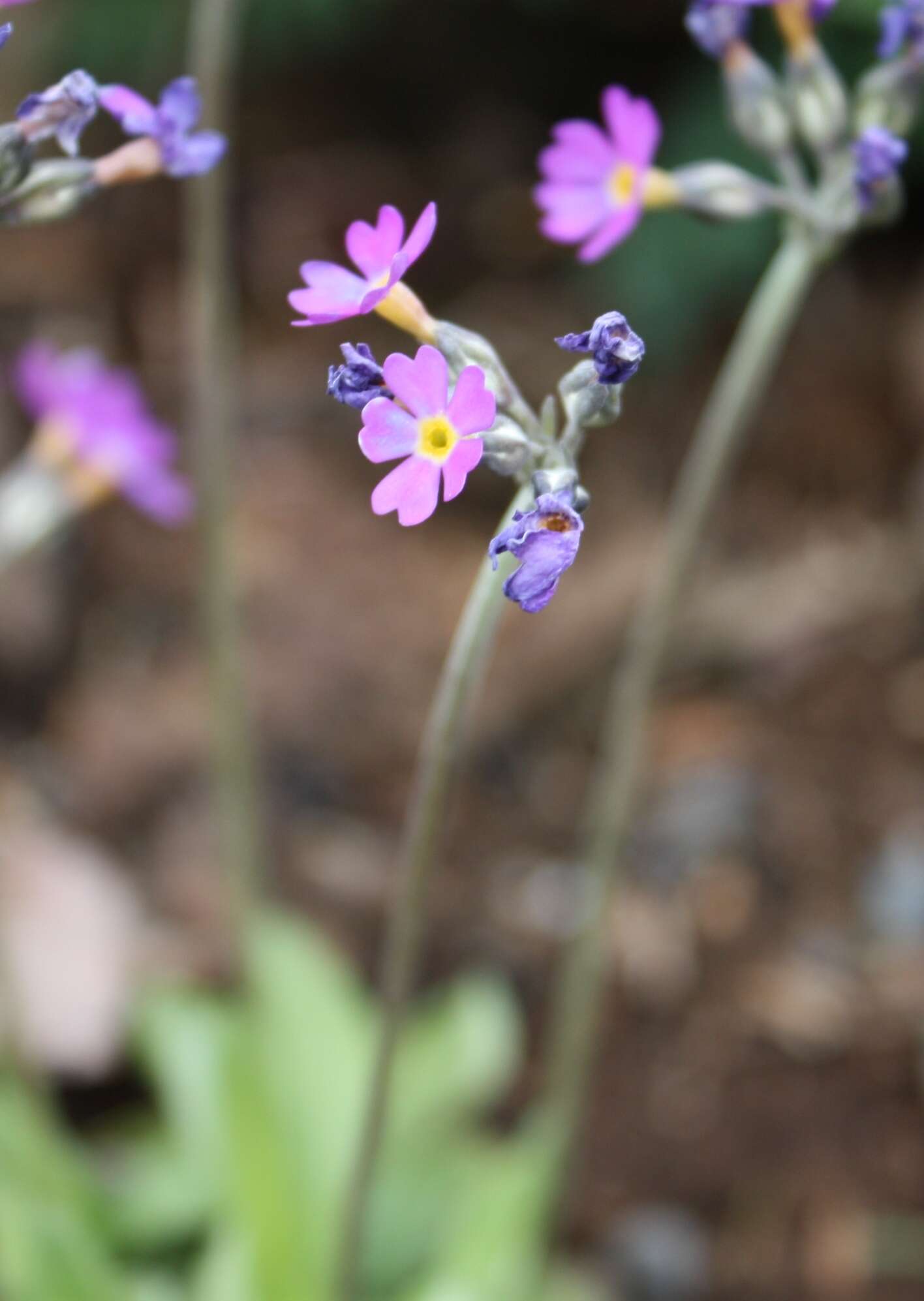 Plancia ëd Primula scandinavica Brunn.