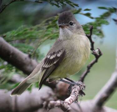 Image of Southern Beardless Tyrannulet