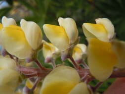 Imagem de Lupinus arbustus Lindl.