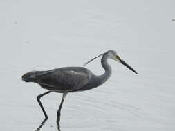 Image of Western Reef Heron