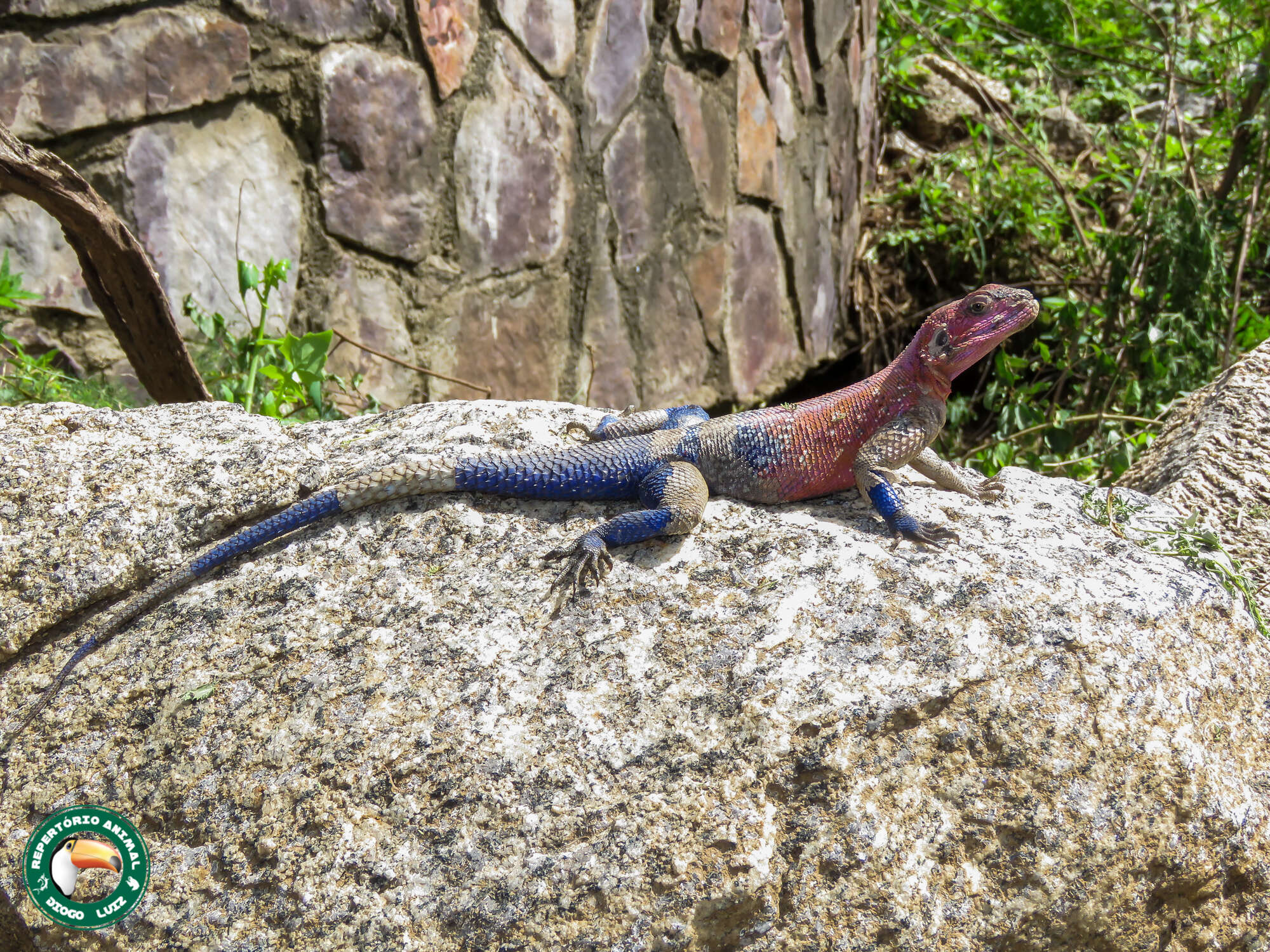 Image of Mwanza Flat-headed Rock Agama