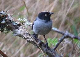 Image of Black-headed Hemispingus