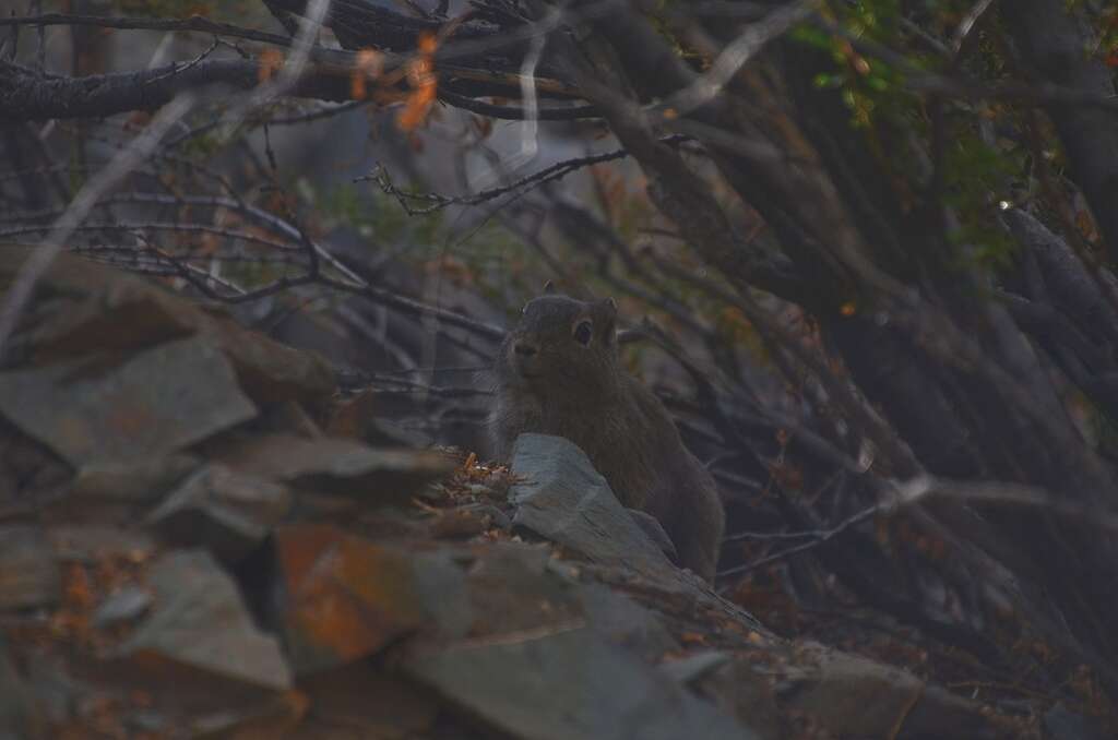 Image of Southern Mountain Cavy