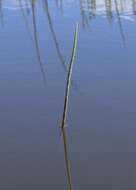 Image of Water Horsetail