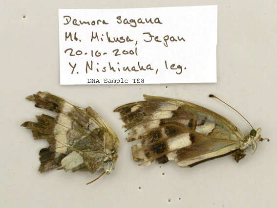 Image of Argynnis sagana