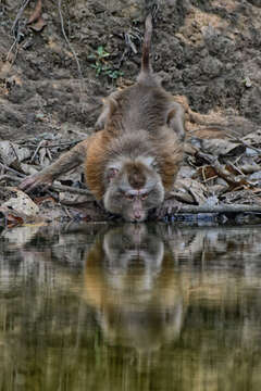 Image of Northern Pig-tailed Macaque