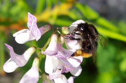 Plancia ëd Bombus wurflenii Radoszkowski 1860