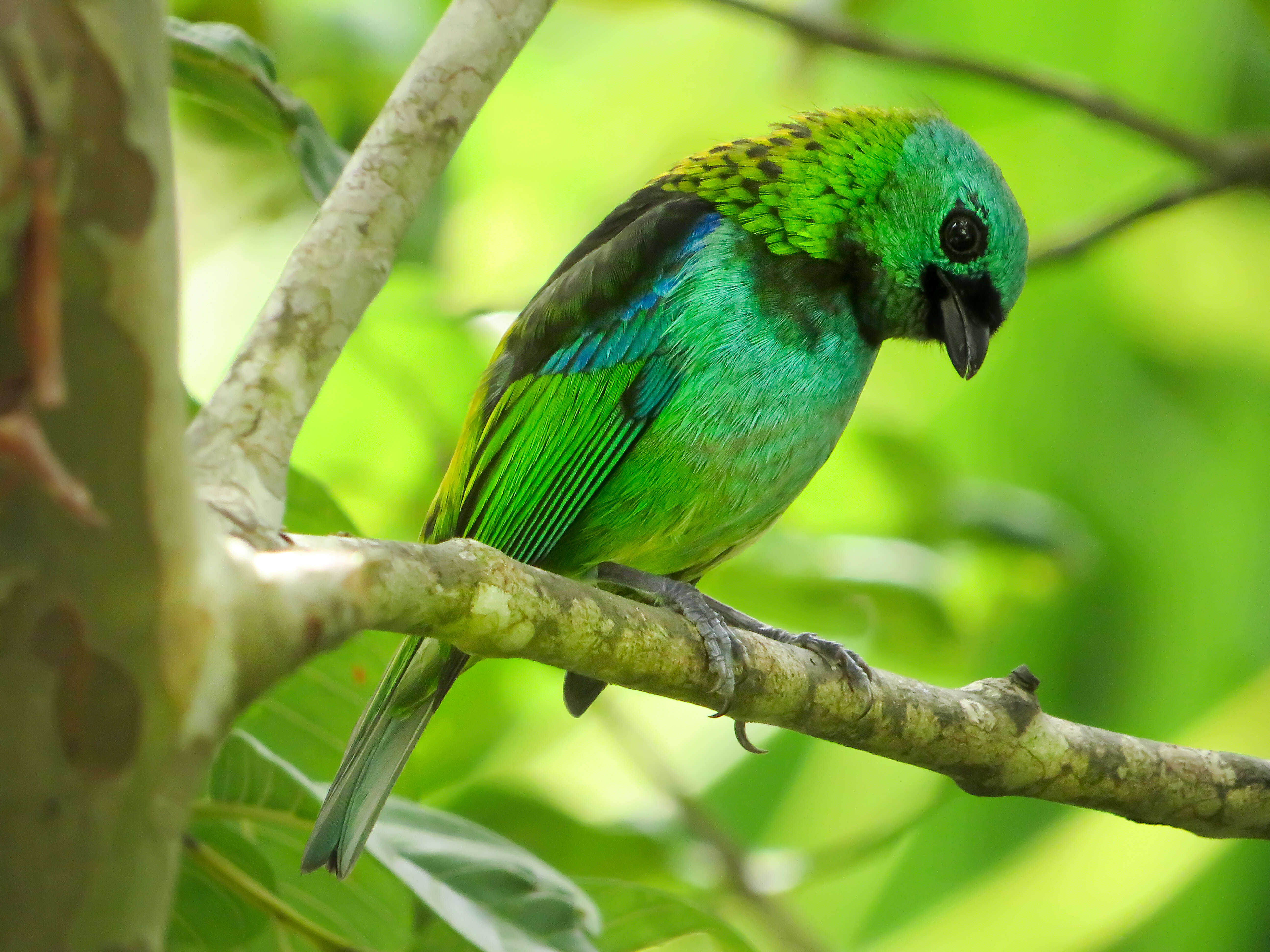 Image of Green-headed Tanager