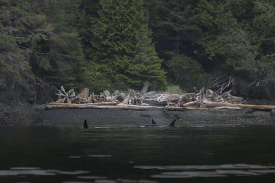 Image of killer whale