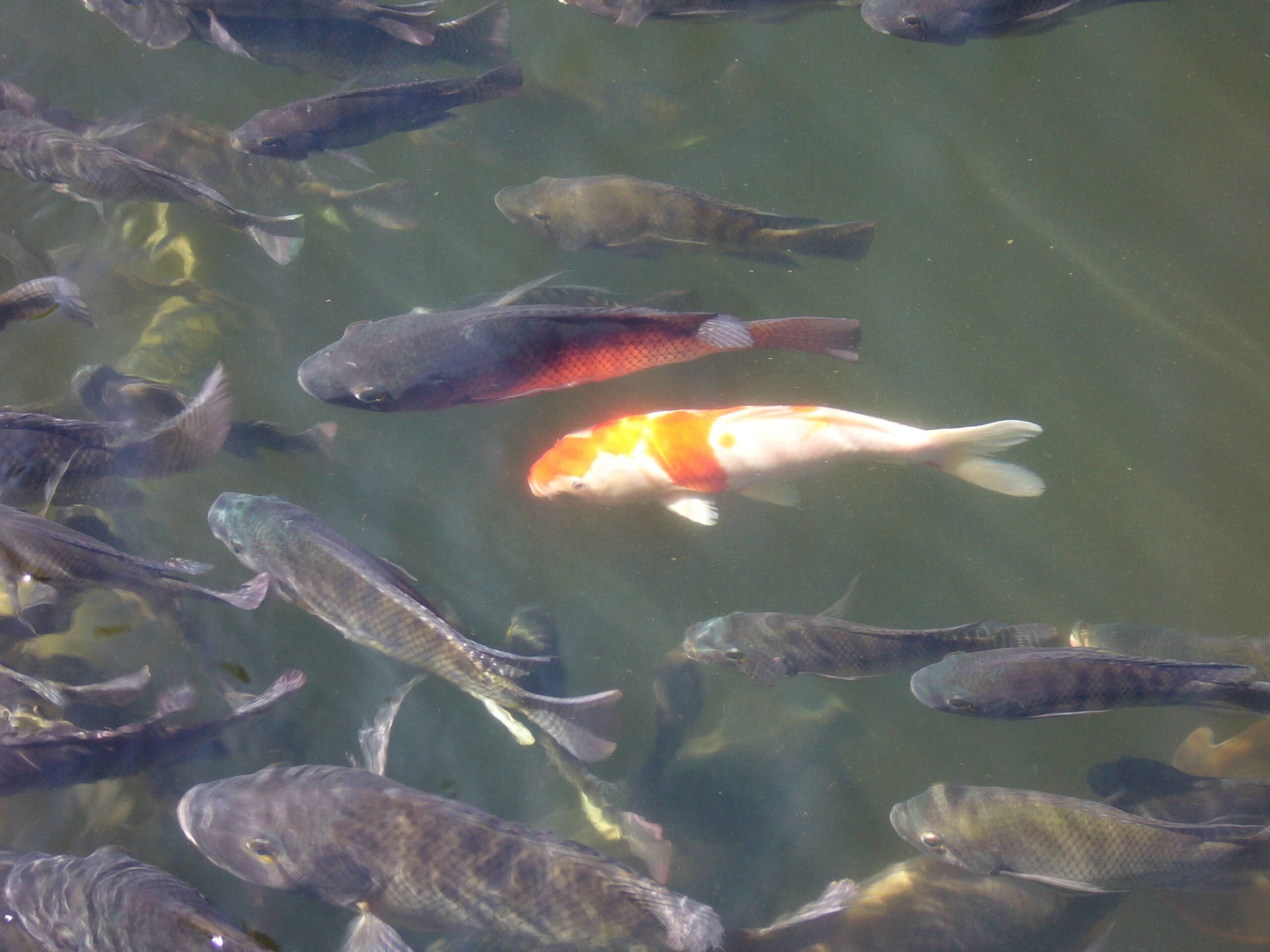 Image of common carp, carp