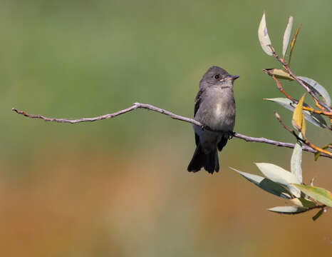 Image of Western Wood Pewee