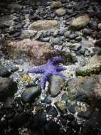 Image of ochre sea star