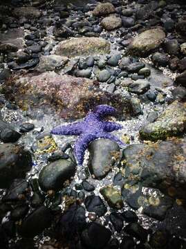 Image of ochre sea star