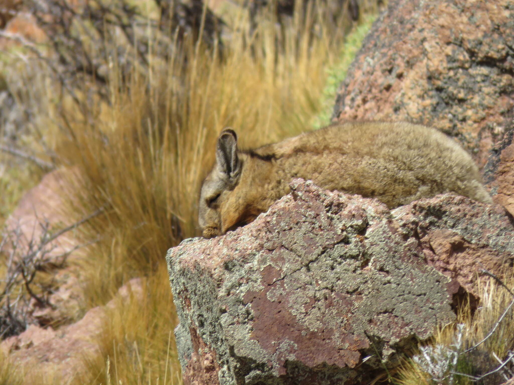 Image of Wolffsohn's viscacha