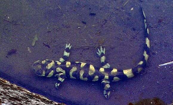 Image of Barred Tiger Salamander