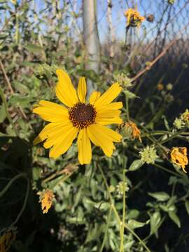 Sivun Encelia californica Nutt. kuva