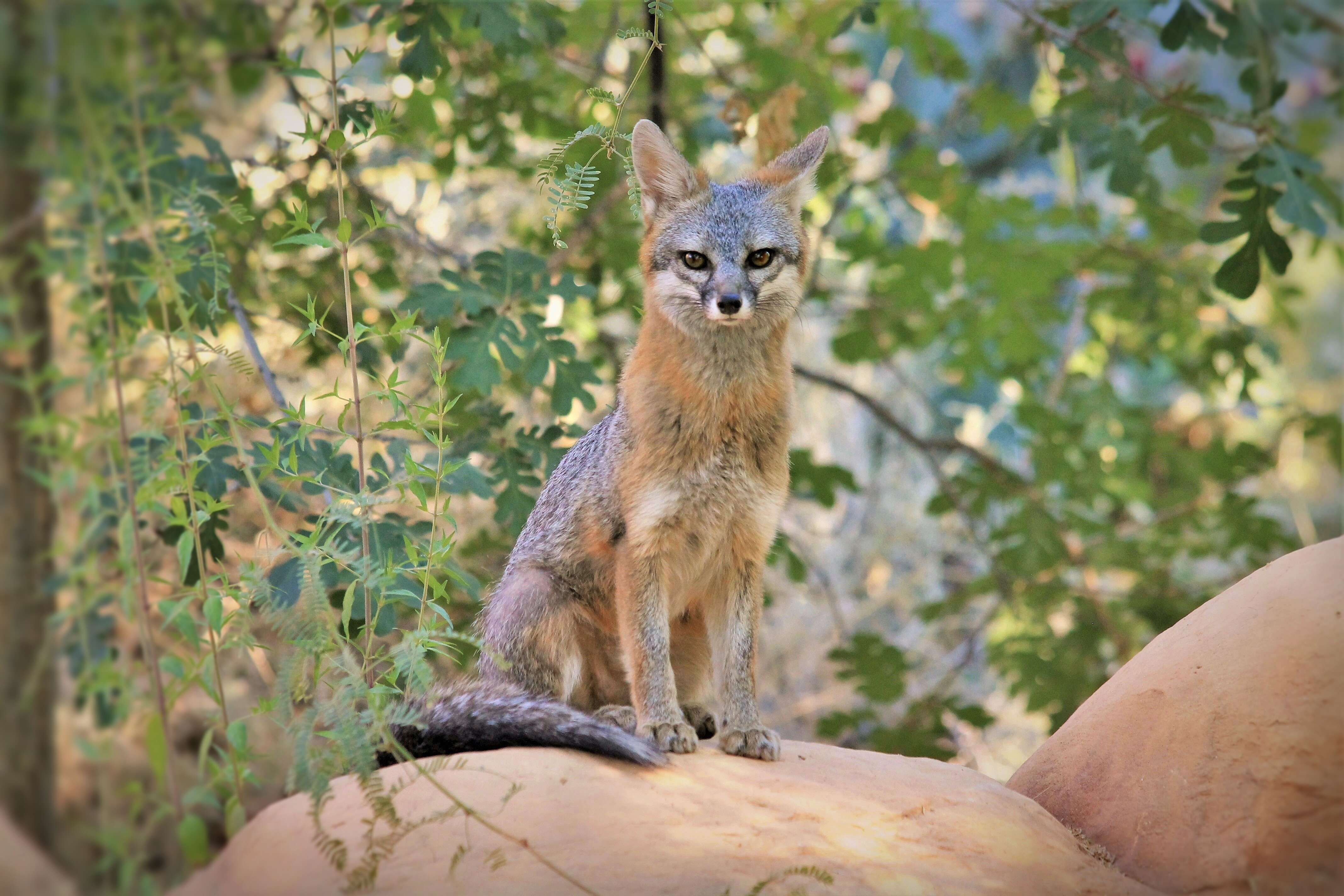 Image of Grey Foxes