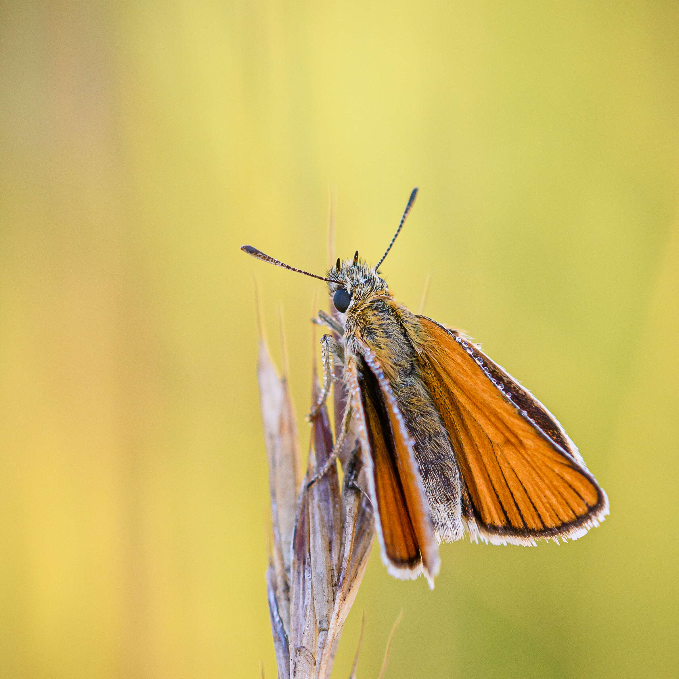 Image of small skipper