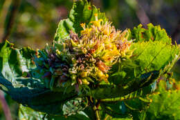 Imagem de Waltheria indica L.