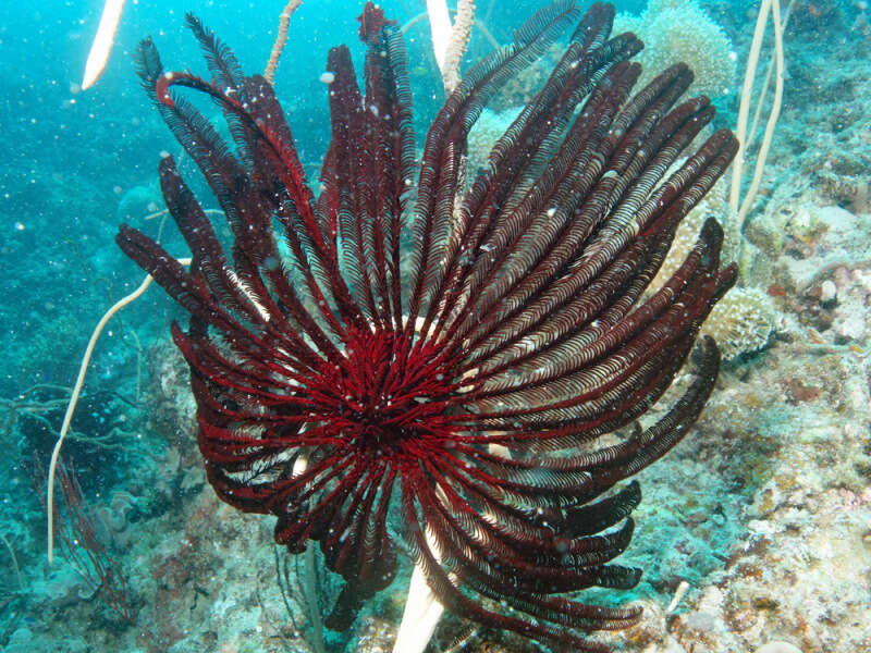 Image of Strong arm crinoid