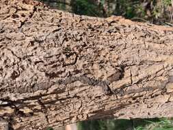 Image of Caribbean trumpet tree