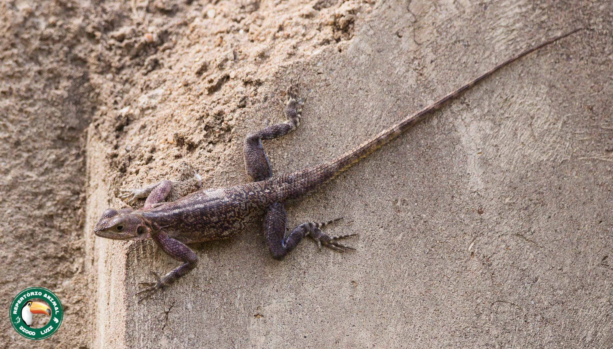 Image of Mwanza Flat-headed Rock Agama