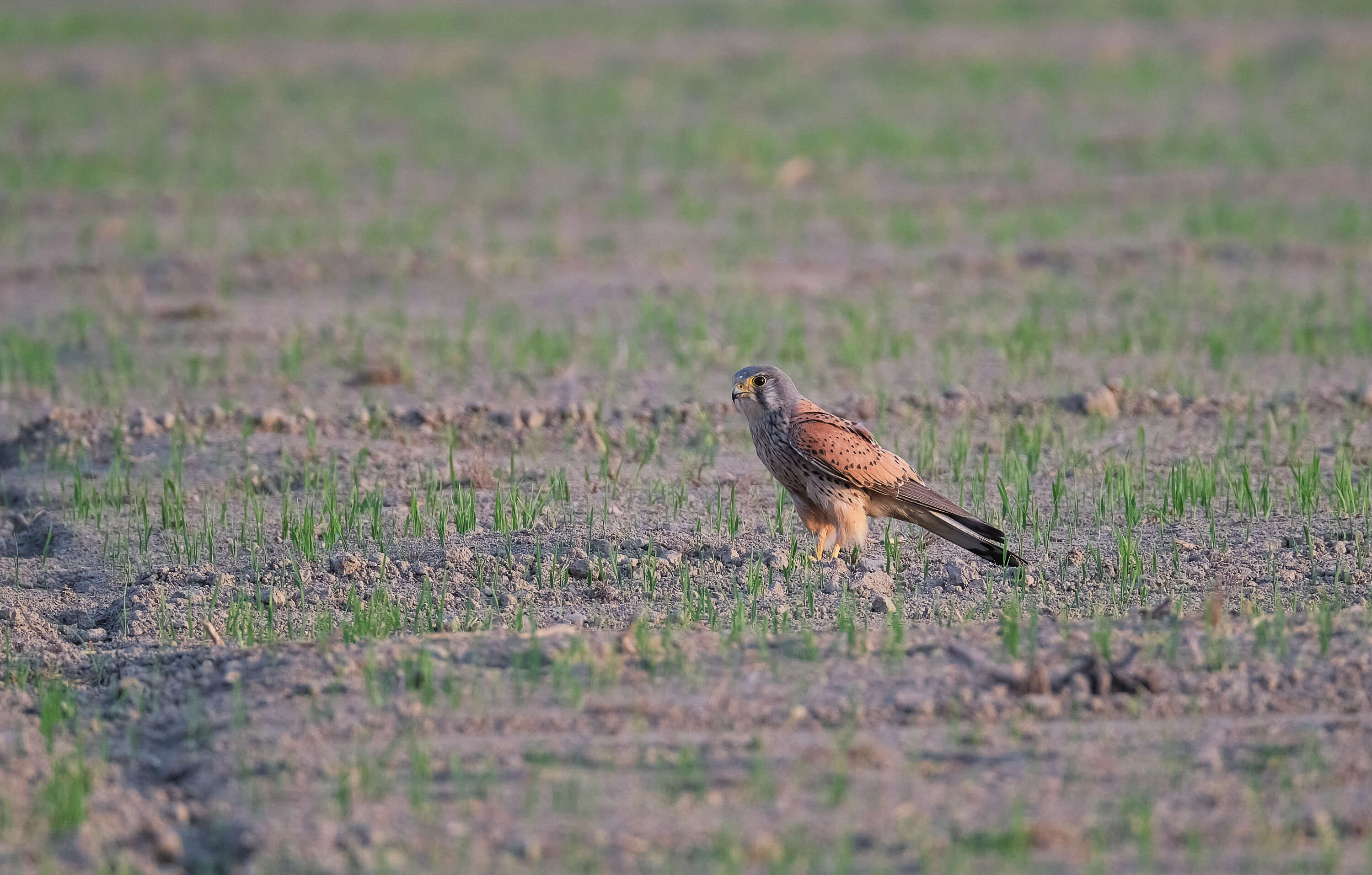 Image of kestrel, common kestrel