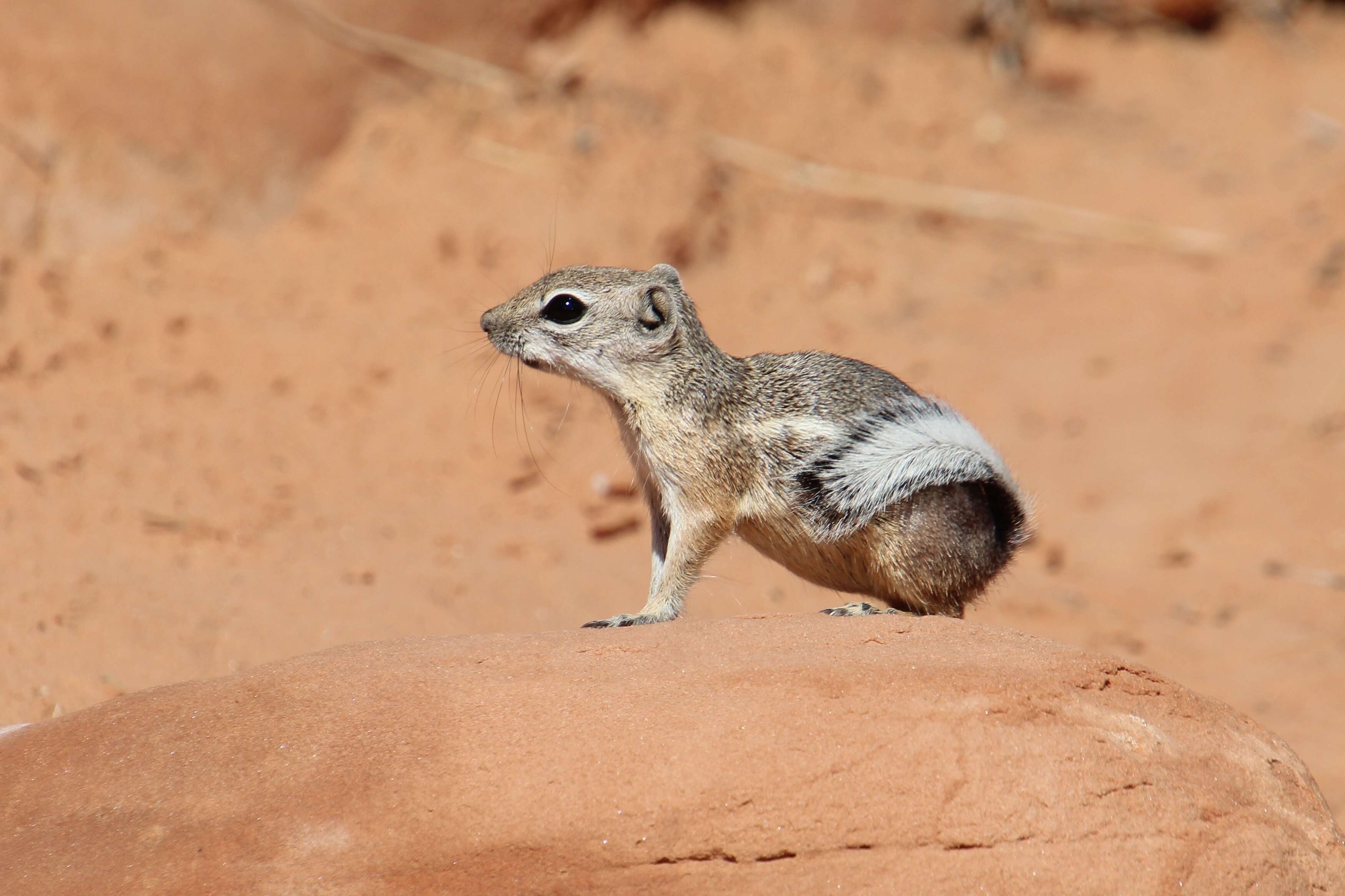 Image of white-tailed antelope squirrel