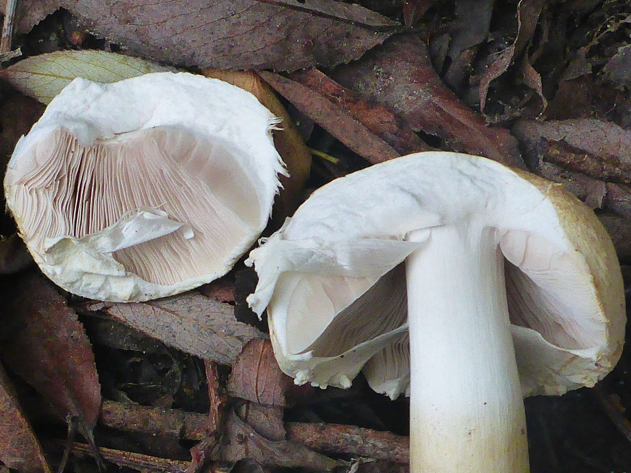 Image of Tufted Wood Mushroom