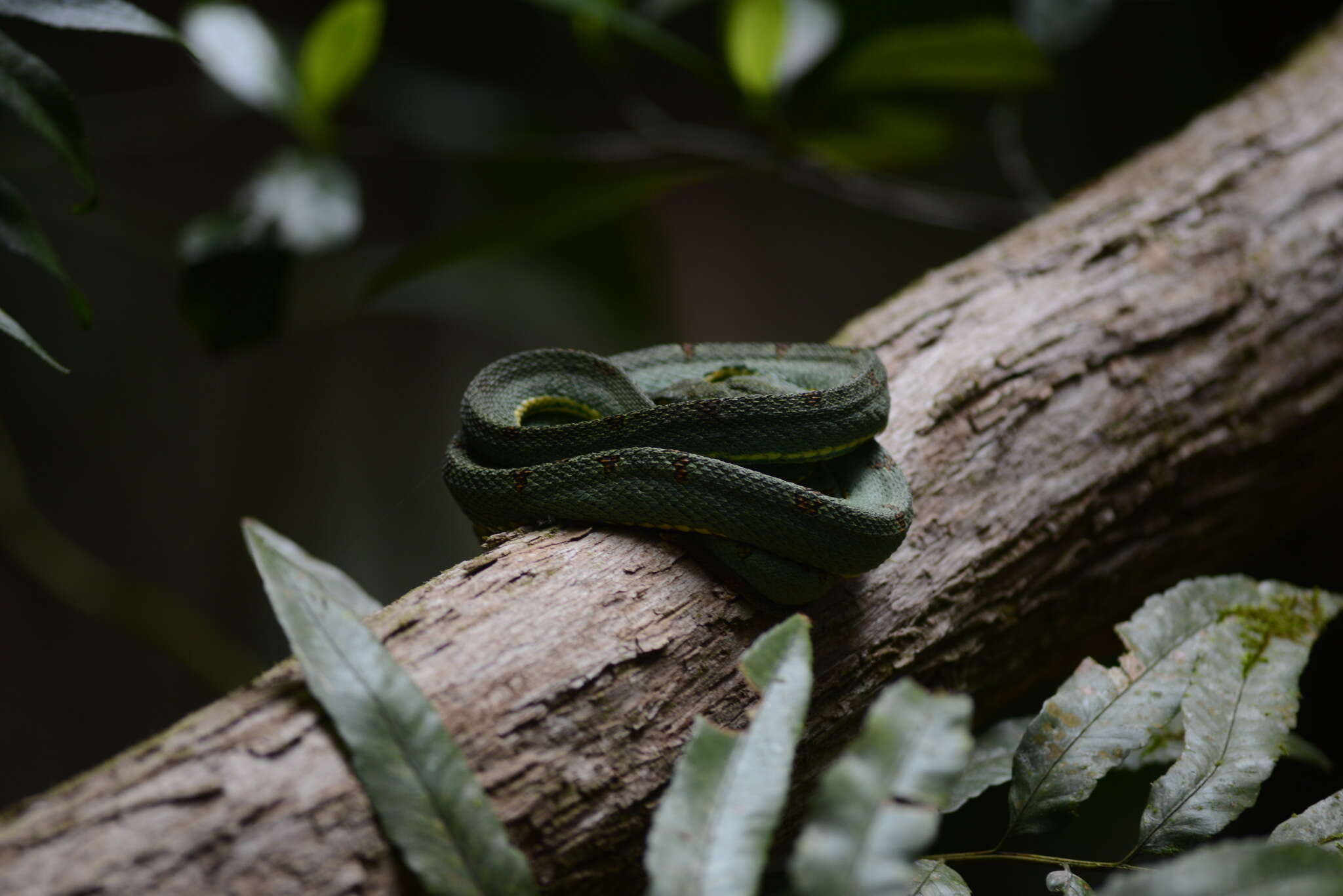 Image of Green Jararaca