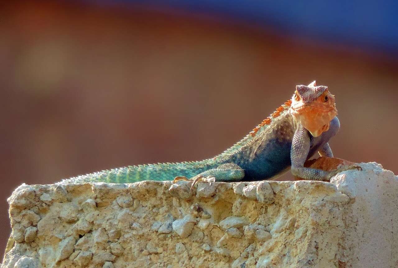 Image of Kirk's Rock Agama