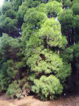 Image of Bailey's Cypress Pine