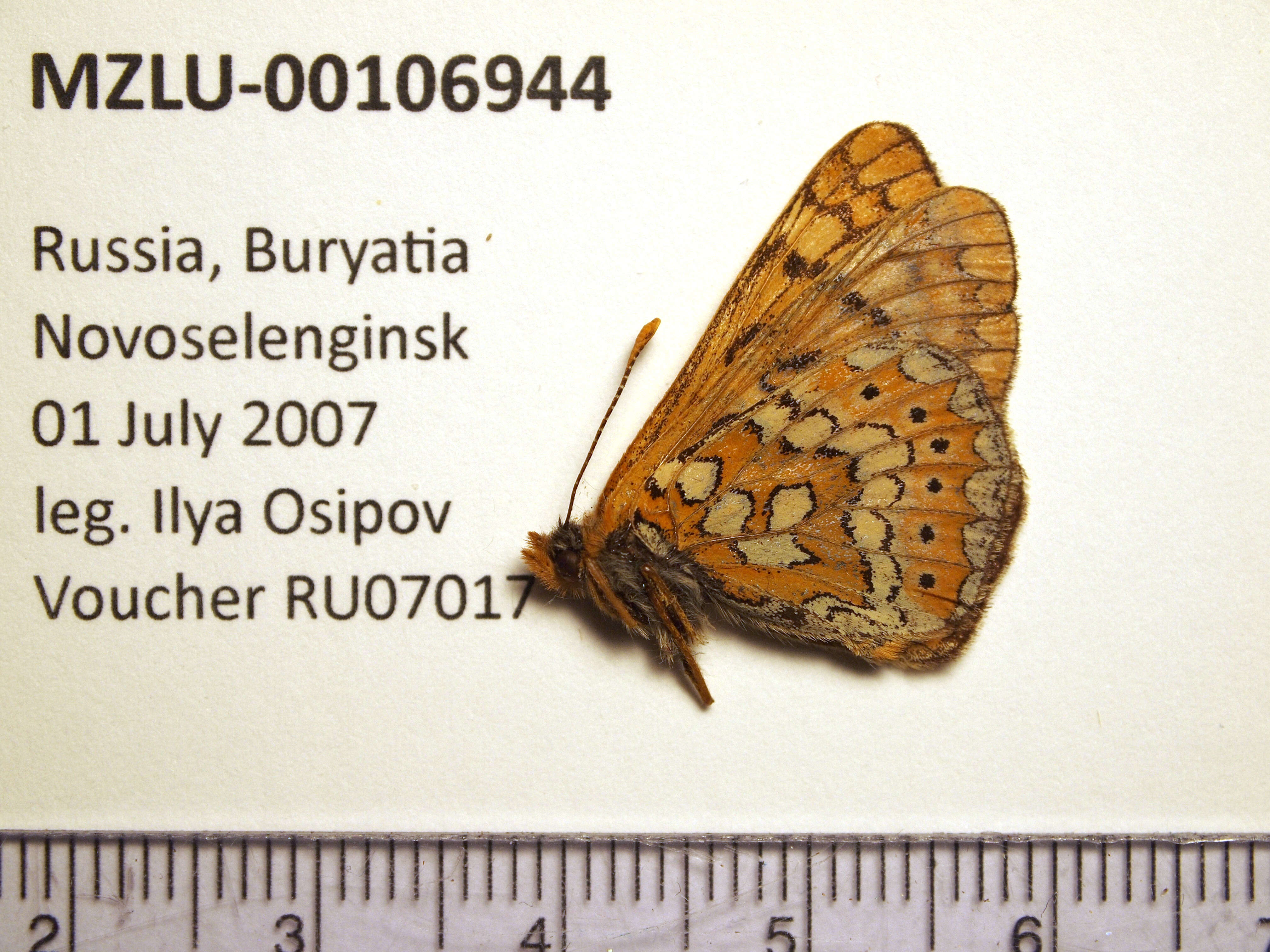 Image of Euphydryas sibirica