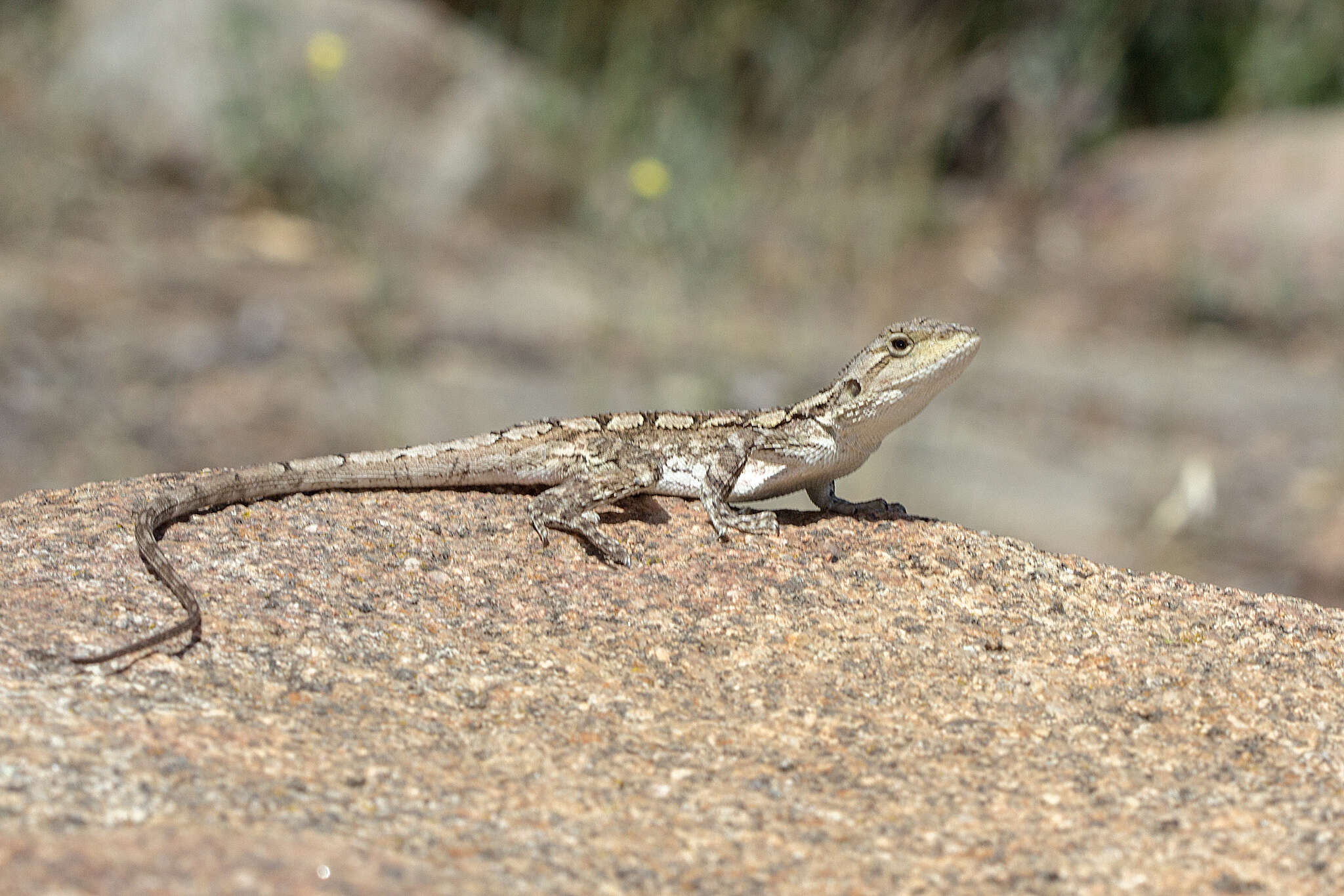 Image of Jacky Lashtail