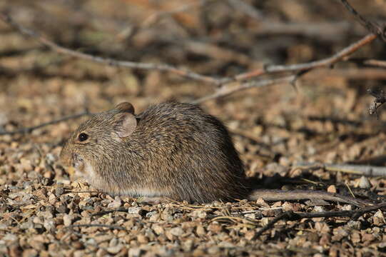 Image of Arizona cotton rat