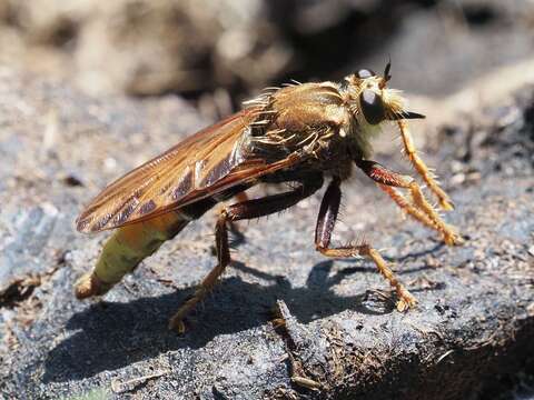 Image of Hornet robberfly