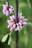 Image de Phlomoides tuberosa (L.) Moench