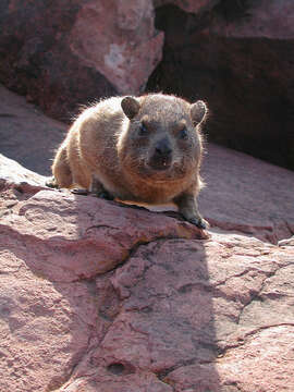 Image of Rock Hyrax