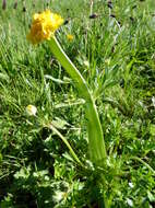 Image of St. Anthony's turnip