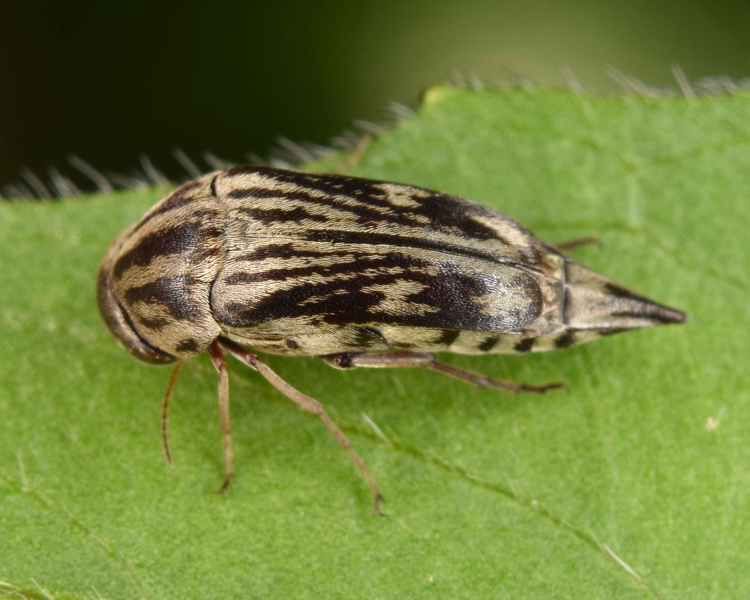 Image de Tomoxia lineella Le Conte 1862