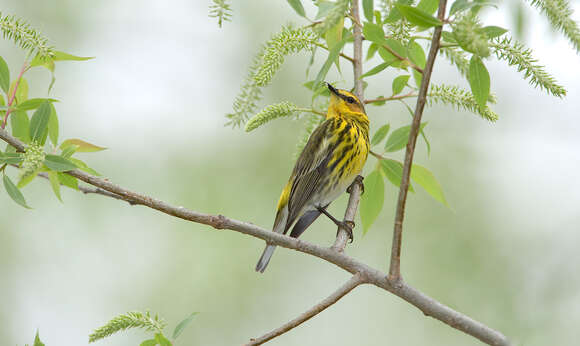 Image of Cape May Warbler